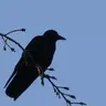 Crow